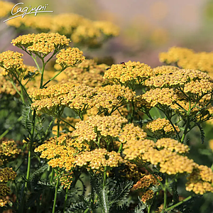 Деревій гібридний 'Terracotta'. Контейнер 1 л