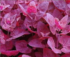 Салат французький "Кривава Мері" червоний - насіння 50 шт