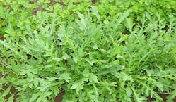 Салат Индау(руккола) - семена 0,5 г