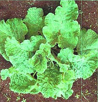 Гобо-овочевий лопух — насіння 30 шт.