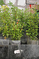 Гранат кімнатний (саджанці)