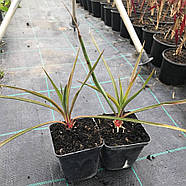 Саджанці Юки (Yucca), фото 2