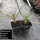 Саджанці Юки (Yucca), фото 3