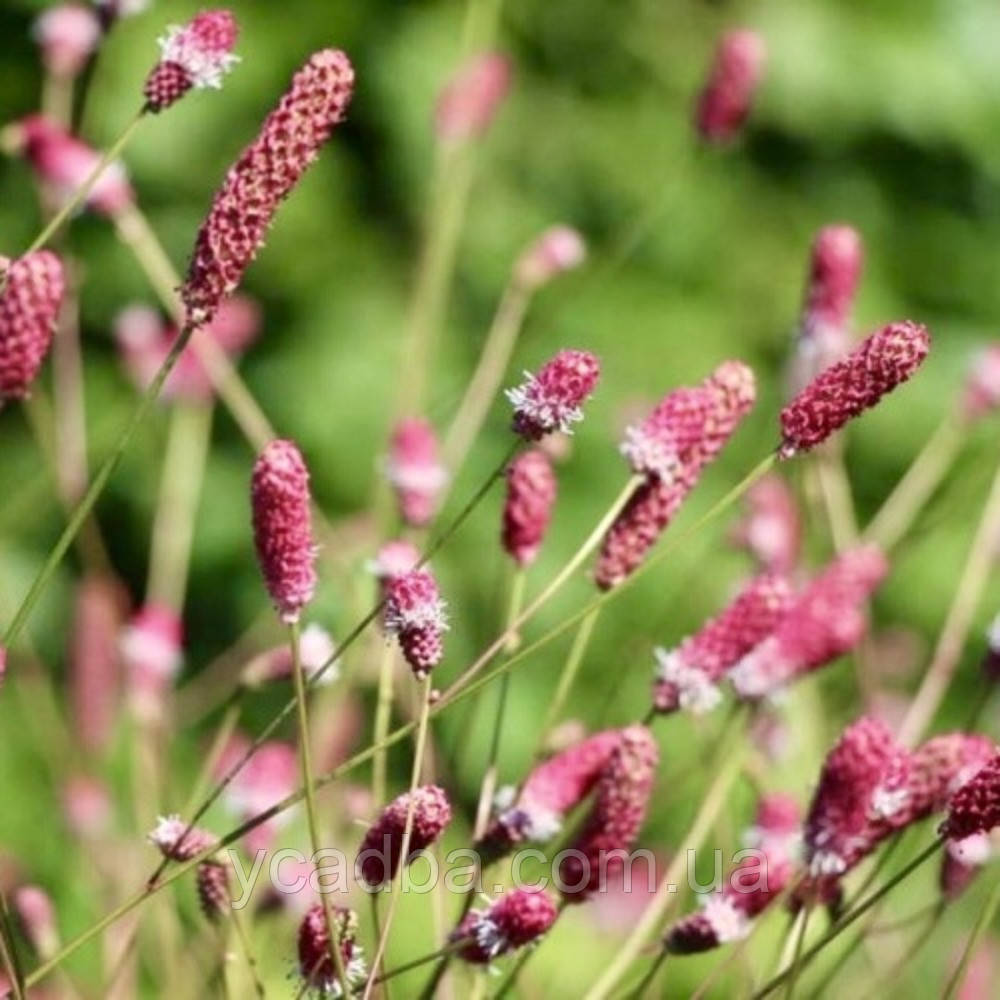 Кровохлібка лікарська Танна, Tanna, фото 1