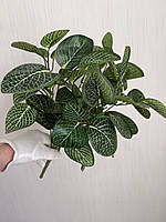 Штучний кущ пеперомія . Декоративна рослина для оформлення ( 38 см ), фото 2