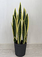 Штучний кущ сансевієрія — 55 см ( Premium, латекс, фото 10