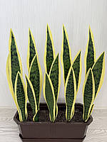 Штучний кущ сансевієрія — 55 см ( Premium, латекс, фото 2