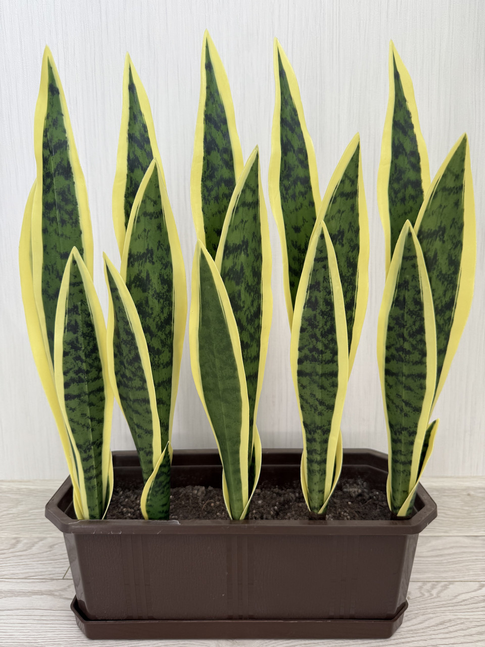 Штучний кущ сансевієрія — 55 см ( Premium, латекс, фото 1