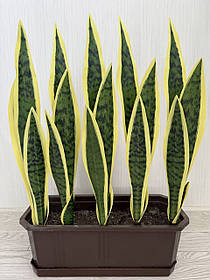 Штучний кущ сансевієрія - 53 см ( Premium, латекс )