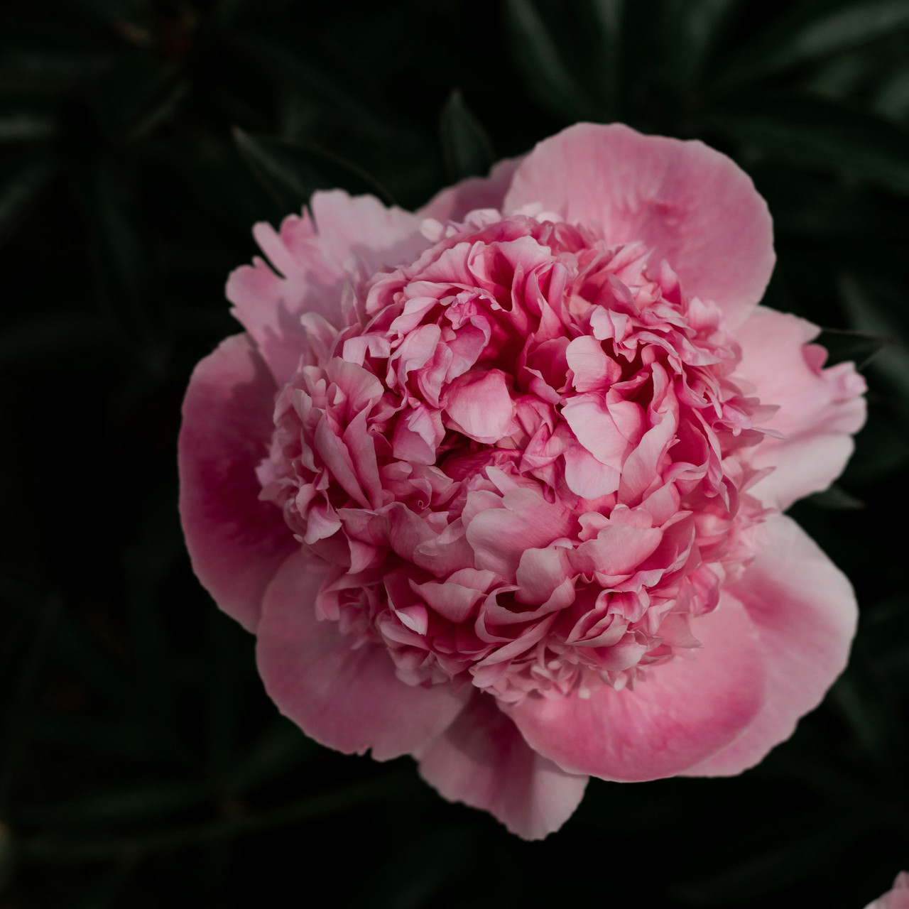 Ароматизатор для свічок - Півонія 1 кг, фото 1