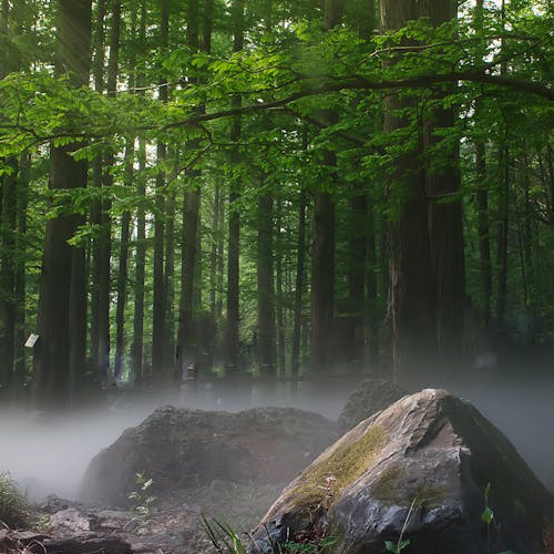 Ароматизатор для свічок - Східний ліс 100 грам, фото 1