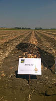 Семена лука Ятоба F1 \ Jotaba F1 250.000 семян Enza Zaden