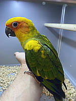 Сонячна аратинга