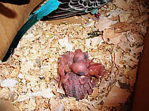 Наші Виставкові папуги ЧЕХІ. 8