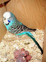 Наші Виставкові папуги ЧЕХІ. 9