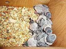 Наші Виставкові папуги ЧЕХІ. 10