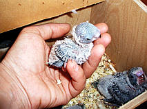 Наші Виставкові папуги ЧЕХІ. 11