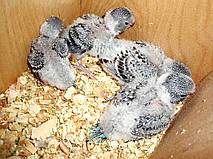 Наші Виставкові папуги ЧЕХІ. 12