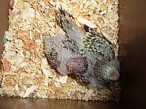 Наші Виставкові папуги ЧЕХІ. 14