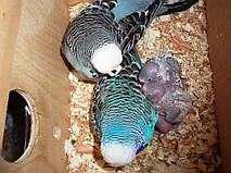 Наші Виставкові папуги ЧЕХІ. 15