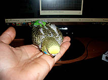 Наші Виставкові папуги ЧЕХІ. 16