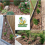 Кора соснова великої та середньої фракції розфасована у мішках 50л. для ландшафтного дизайну, фото 2