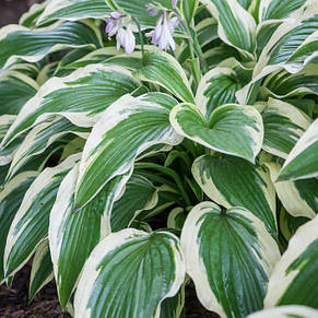 Хоста Moerheim  контейнер, 1 розетка, фото 1