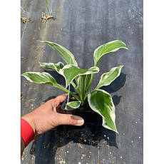 Хоста Moerheim  контейнер, 1 розетка, фото 3