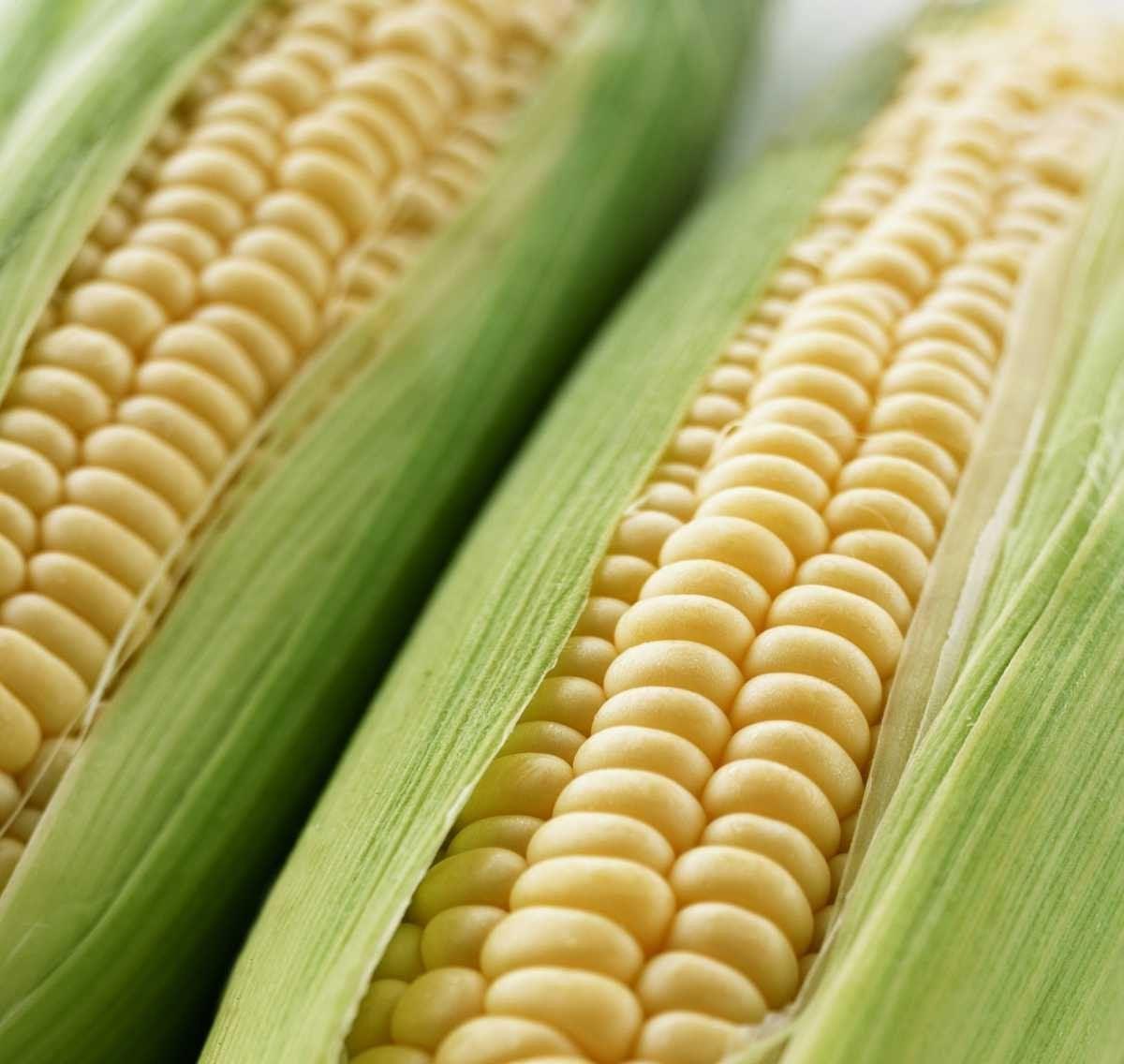 Оверленд F1 (100 000 нас.) насіння кукурудзи Syngenta, фото 1