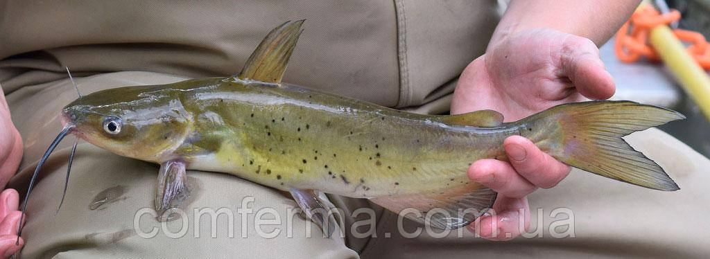 Комбікорм для малька канального сома