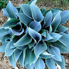 Хоста Blue Cadet (Блу Кадет) контейнер, 1 розетка, фото 1