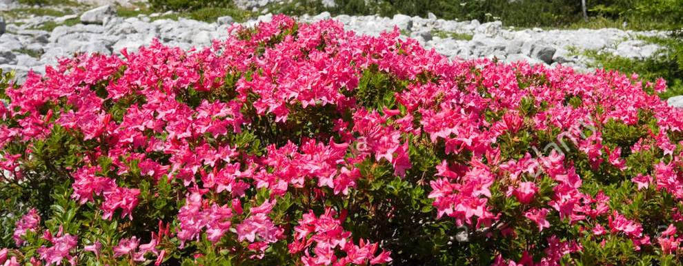 Жас аққұба серіктесінің пенисін сүйкімді түрде жұлып алады