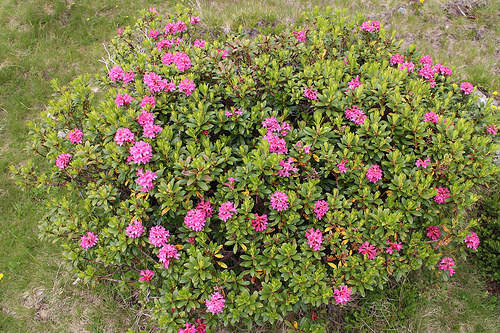 Анамның кеудесі