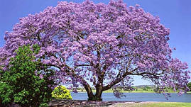 Павловнія 1 річна, Павловнія / Драконове дерево / Адамове дерево, Paulownia, фото 4