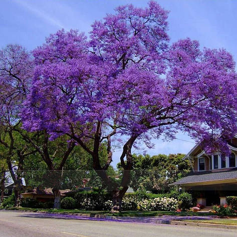 Павловнія 1 річна, Павловнія / Драконове дерево / Адамове дерево, Paulownia, фото 1