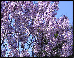 Павловнія 1 річна, Павловнія / Драконове дерево / Адамове дерево, Paulownia, фото 3