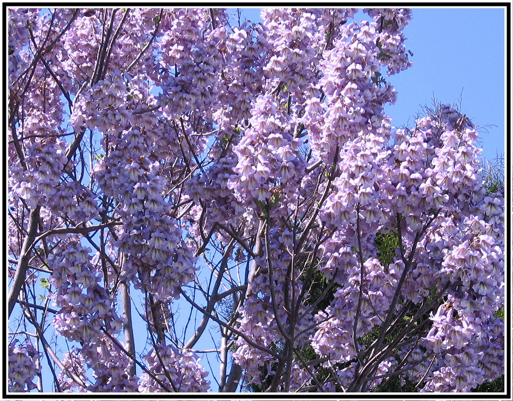 Павловнія 1 річна, Павловния / Драконовое дерево / Адамово дерево, Paulownia - фото 5 - id-p467360636