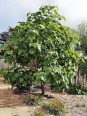 Павловнія 1 річна, Павловнія / Драконове дерево / Адамове дерево, Paulownia, фото 2