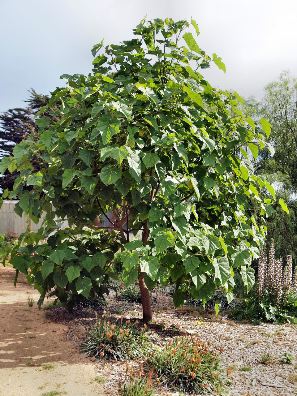 Павловнія 1 річна, Павловния / Драконовое дерево / Адамово дерево, Paulownia - фото 4 - id-p467360636