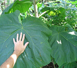 Павловнія 1 річна, Павловнія / Драконове дерево / Адамове дерево, Paulownia, фото 2