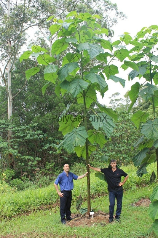 Павловнія 1 річна, Павловния / Драконовое дерево / Адамово дерево, Paulownia - фото 8 - id-p467360636