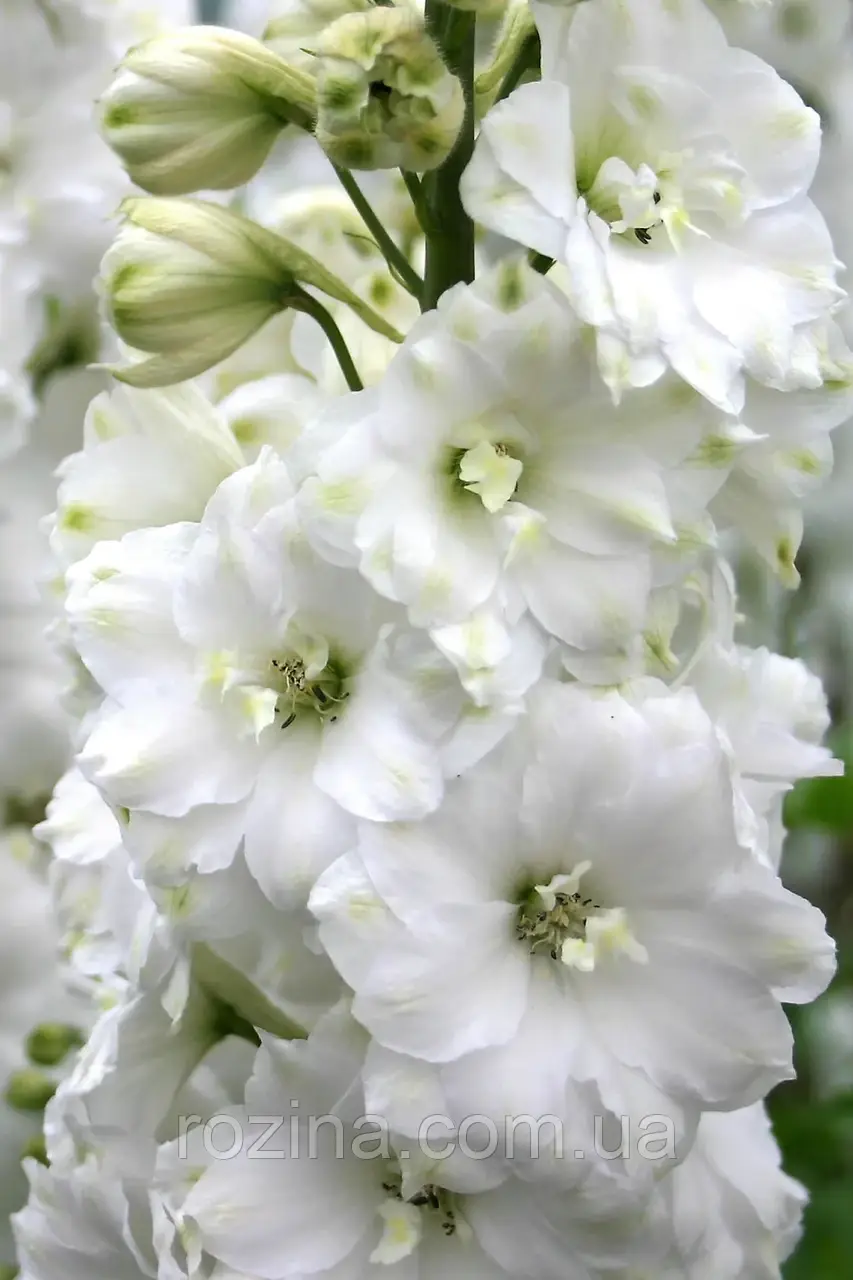 Дельфініум Candle White Sakata
