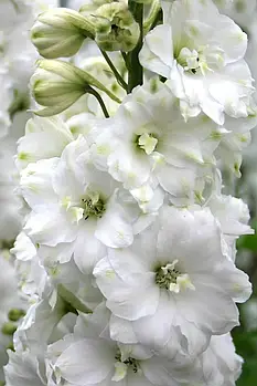 Дельфініум Candle White  Sakata