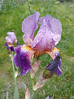 Ірис бородатий Germanica Alcazar