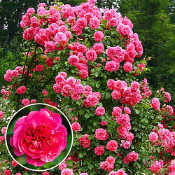 Троянда плетиста Розаріум Ютерсен (Rosarium Uetersen)