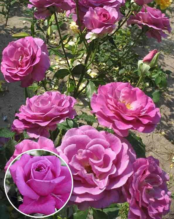 Троянда плетиста Віолет Парфум (Violette Parfume)