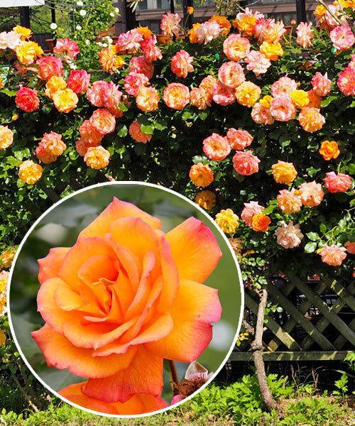 Троянда плетиста Сахара (Sahara), фото 1