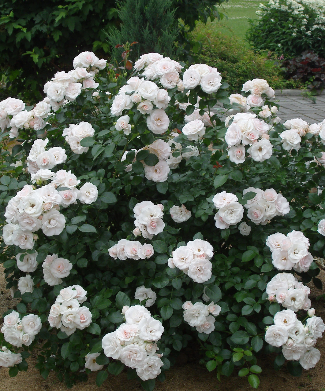 Троянда плетиста Флорибунда (Floribunda)