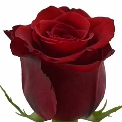 Троянда чайно-гібридна "Фрідом"