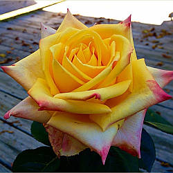 Троянда чайно-гібридна Мохана (Mohana)